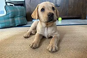 Name Labrador Retriever Dog Bonnie