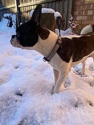 Winter Dog Hugo