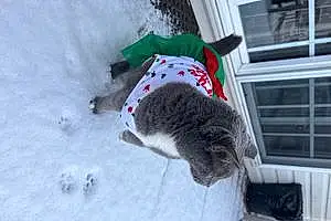 Winter Chartreux Cat Luna Laurie