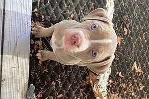Name American Staffordshire Terrier Dog Foxy