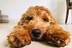 Name Goldendoodle Dog Benji