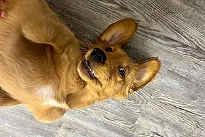 Name Golden Retriever Dog Jarvis