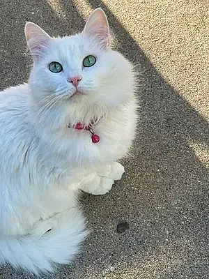 Turkish Angora Cat Cassie