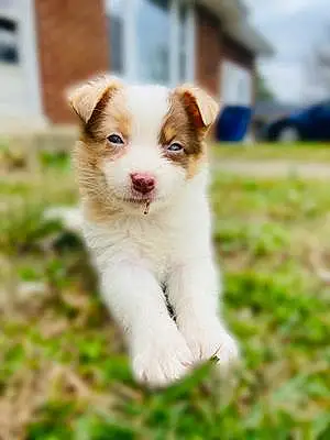 Name Australian Shepherd Dog Bleu
