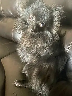 Name Pomeranian Dog Beau