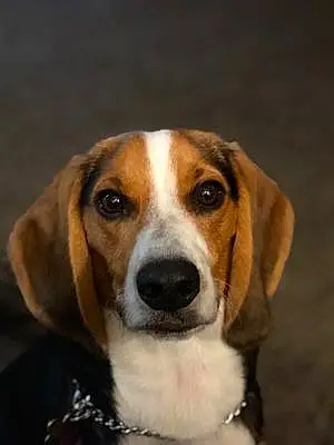 Name Beagle Dog Lambeau