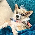 Dog, Blue, Dog breed, Carnivore, Whiskers, Companion dog, Fawn, Dog Supply, Snout, Toy Dog, Texas Heeler, Canidae, Electric Blue, Terrestrial Animal, Terrier, Small Terrier, Working Animal, Furry friends, Puppy