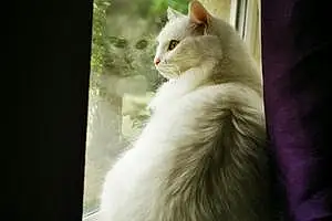 Turkish Angora Cat Bella