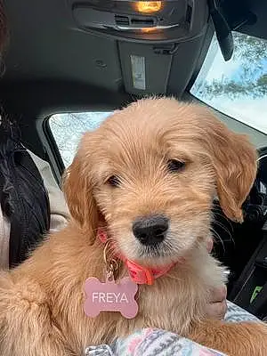 Name Goldendoodle Dog Freya