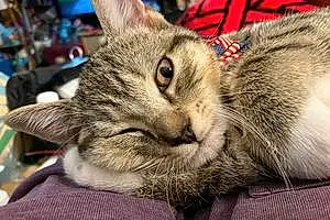 Name American Shorthair Cat Gideon