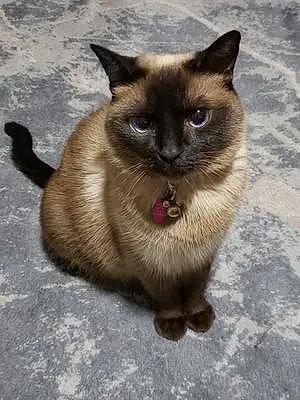 Name Siamese Cat Cleopatra