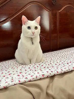 Turkish Angora Cat Lulu