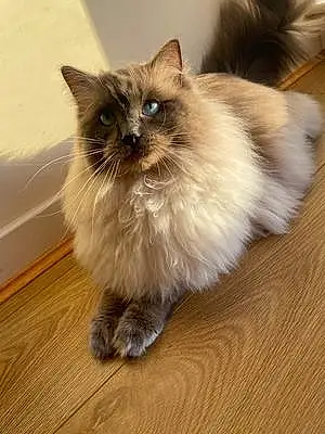 Name Ragdoll Cat Bleu