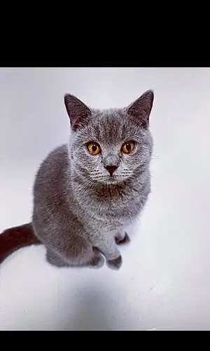 Name British Shorthair Cat Betsy