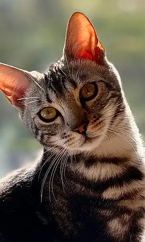 Name Bengal Cat Jagger