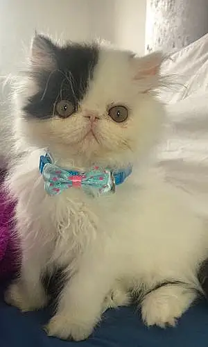 Name Persian Cat Cupid