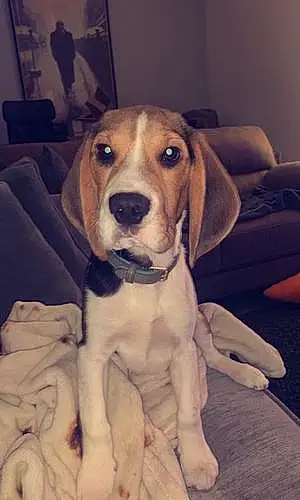 Name Beagle Dog Bowie