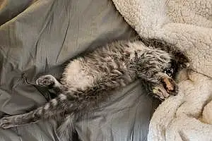 Turkish Angora Cat Eden