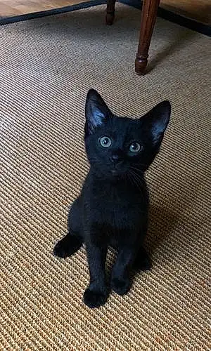 Name Bombay Cat Kiwi