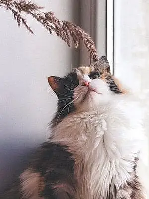 Name Oriental Longhair Cat Jessie
