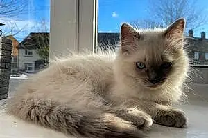 Name Ragdoll Cat Lila