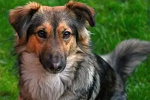 Name Mixed breed Dog Basil