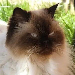 Name Persian Cat Chanel