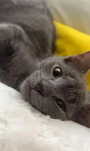 Name Russian Blue Cat Henny