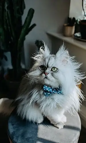 Name Persian Cat Gatsby