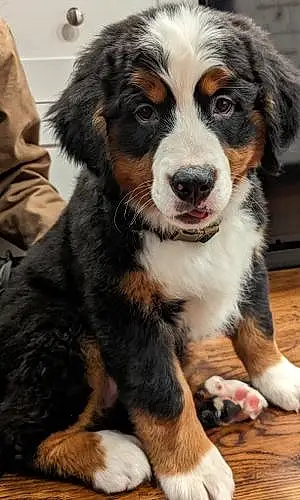 Name Bernese Mountain Dog Dog Grizzly