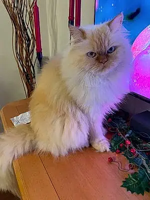 Name Persian Cat Gucci