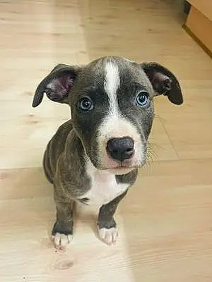 Name American Staffordshire Terrier Dog Junior