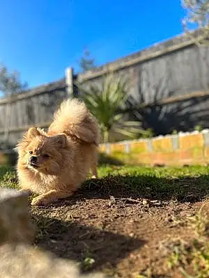 Name Pomeranian Dog Bonny