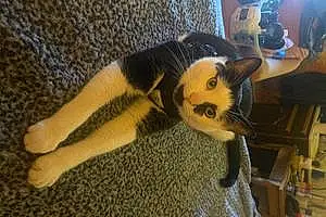 Name American Shorthair Cat Ezra
