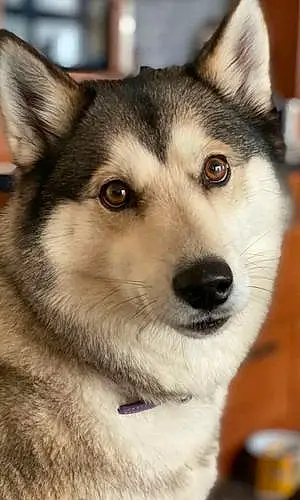 Name Husky Dog Freya