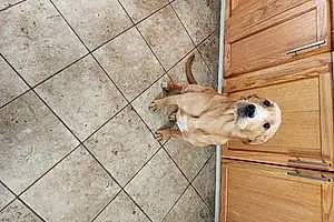 Name Golden Retriever Dog Copper