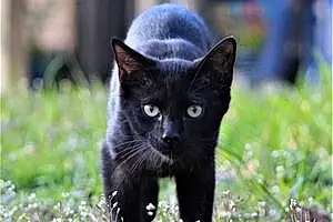 Name Cat Blu