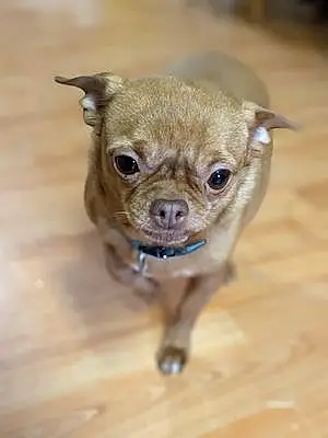 Name Chihuahua Dog Bennie