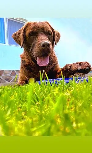 Name Labrador Retriever Dog Kody
