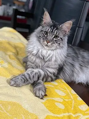 Name Maine Coon Cat Hermione