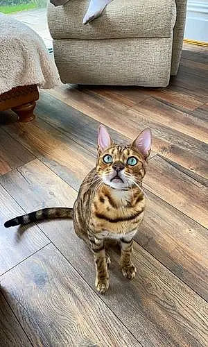 Name Bengal Cat Carter