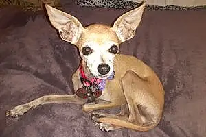 Name Chihuahua Dog Cricket