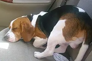 Name Beagle Dog Bolt