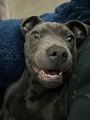Name Staffordshire Bull Terrier Dog Bugsy