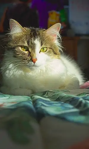 Name Norwegian Forest Cat Cat Layla