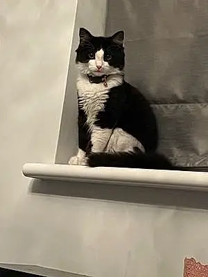 Turkish Angora Cat Mewie