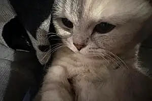 Name British Shorthair Cat Leyla