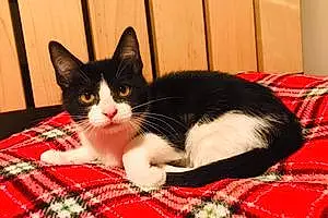 Name European Shorthair Cat Fergie
