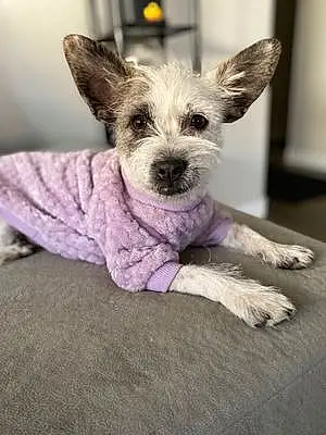 Name Chihuahua Dog Charli