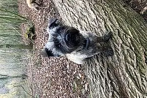 Name Norfolk Terrier Dog Bean